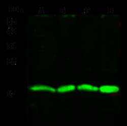 Sino Biological Anti-GM-CSF/CSF2 Antibody, Rabbit Polyclonal, Quantity:
