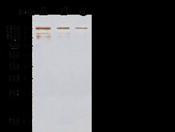Sino Biological MERS-CoV Spike Protein S1 Antibody, Rabbit PAb, Antigen