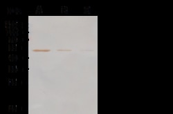 Sino Biological MERS-CoV Nucleocapsid Protein Antibody, Rabbit PAb, Antigen