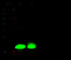 Sino Biological Recombinant Anti-4EBP1 Antibody, Rabbit Monoclonal, Quantity:
