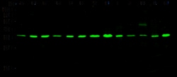 Sino Biological GAPDH Loading Control Antibody, Mouse Mab, Quantity: Each