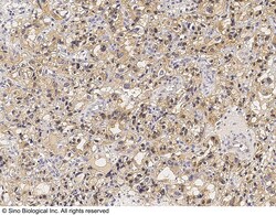 Sino Biological GAPDH Antibody, Rabbit PAb, Antigen Affinity Purified 100uL,