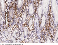 Sino Biological Vimentin Antibody, Rabbit MAb 100uL, Quantity: Each of
