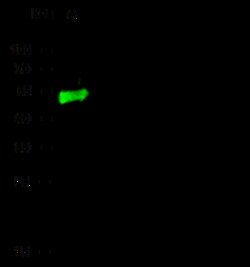 Sino Biological Recombinant Anti-Chromogranin A/CHGA Antibody, Rabbit Monoclonal,