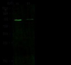 Sino Biological Recombinant Anti-Chromogranin A/CHGA Antibody, Rabbit Monoclonal,