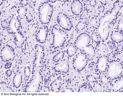 Sino Biological Recombinant Anti-p63 Antibody, Rabbit Monoclonal, Quantity: