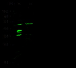 Sino Biological Anti-p63 Antibody, Rabbit Polyclonal, Quantity: Each of