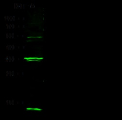 Sino Biological Anti-CXCL1 Antibody, Rabbit Polyclonal, Quantity: Each