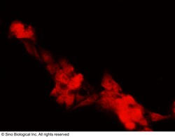 Sino Biological Anti-BMI1 Antibody, Rabbit Polyclonal, Quantity: Each of