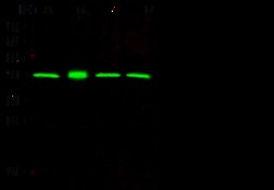 Sino Biological Anti-ERK2 Antibody, Mouse Monoclonal, Quantity: Each of
