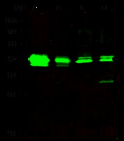 Sino Biological Anti-ERK2 Antibody, Rabbit Polyclonal, Quantity: Each of