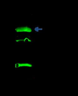 Sino Biological KRT19 Antibody, Mouse MAb 100uL, Quantity: Each of 1