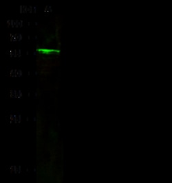 Sino Biological Anti-Cytokeratin 7/KRT7 Antibody, Rabbit Polyclonal, Quantity: