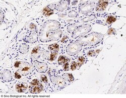 Sino Biological GCDFP-15 Antibody, Rabbit PAb, Antigen Affinity Purified