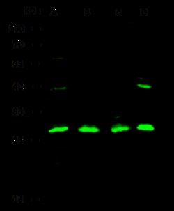 Sino Biological Anti-IL-12 p35/IL12A Antibody, Rabbit Polyclonal, Quantity:
