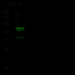 Sino Biological Anti-OTX2 Antibody, Rabbit Polyclonal, Quantity: Each of
