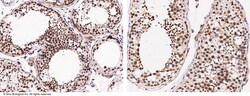 Sino Biological DZIP1 Antibody, Rabbit PAb, Antigen Affinity Purified 100uL,