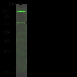 Sino Biological Anti-Peripherin Antibody, Rabbit Polyclonal, Quantity: