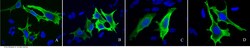 Sino Biological Anti-V5 tag Antibody, Mouse Monoclonal, Quantity: Each