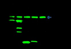 Sino Biological Anti-V5 tag Antibody, Rabbit Polyclonal, Quantity: Each