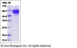 Sino Biological Recombinant Human CD27/TNFRSF7 Protein (rFc Tag), HPLC-verified,