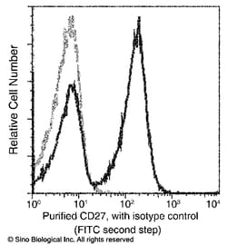 Sino Biological Anti-CD27/TNFRSF7 Antibody (FITC), Mouse Monoclonal, Quantity: