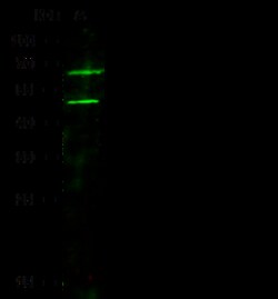 Sino Biological ADAM10 / CD156c Antibody, Rabbit PAb, Antigen Affinity