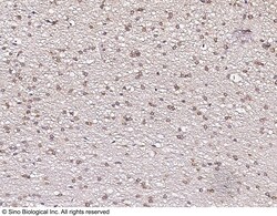 Sino Biological Anti-CXCR3 Antibody, Rabbit Polyclonal, Quantity: Each