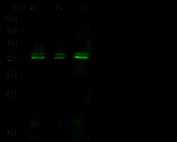 Sino Biological Anti-CXCR3 Antibody, Rabbit Polyclonal, Quantity: Each