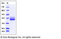 Sino Biological Recombinant Human 4-1BB/CD137 Protein (His Tag), Amine-Labeled