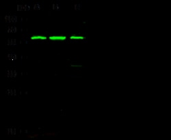 Sino Biological Anti-PAX3 Antibody, Rabbit Polyclonal, Quantity: Each of