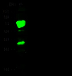 Sino Biological CCR2/CD192 Antibody, Rabbit PAb, Antigen Affinity Purified