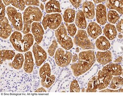 Sino Biological LY75 / DEC-205 / CD205 Antibody, Rabbit PAb, Antigen Affinity