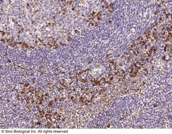 Sino Biological Anti-Integrin beta 3 Antibody, Rabbit Polyclonal, Quantity: