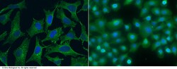 Sino Biological Anti-SPARCL1 Antibody, Mouse Monoclonal, Quantity: Each