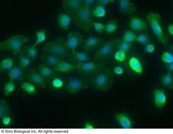 Sino Biological SPARCL1 Antibody (FITC), Mouse MAb 25Tests, Quantity: Each