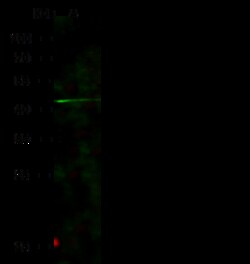 Sino Biological Anti-ILT11/LILRA5/LIR-9 Antibody, Rabbit Polyclonal, Quantity: