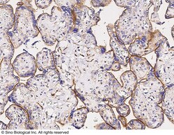 Sino Biological CD156a Antibody, Rabbit PAb, Antigen Affinity Purified