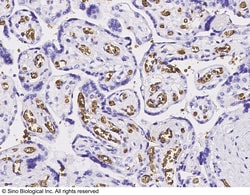 Sino Biological Band 3/SLC4A1/CD233 Antibody, Rabbit PAb, Antigen Affinity