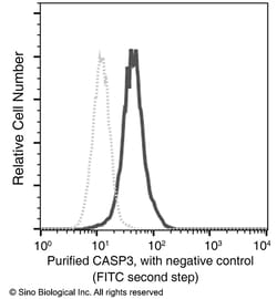 Sino Biological caspase-3 / CASP-3 Antibody, Mouse MAb 100uL, Quantity: