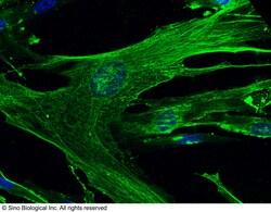 Sino Biological CD13 / ANPEP Antibody, Rabbit MAb 100uL, Quantity: Each