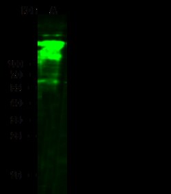 Sino Biological CD13 / ANPEP Antibody, Rabbit MAb 100uL, Quantity: Each