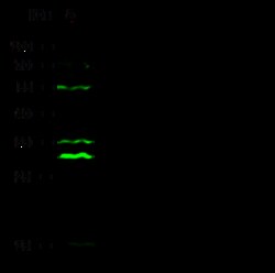 Sino Biological PAX7 / HUP1 Antibody, Rabbit PAb, Antigen Affinity Purified
