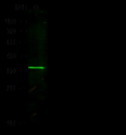Sino Biological NANOS1 Antibody, Rabbit PAb, Antigen Affinity Purified