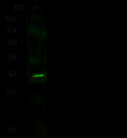 Sino Biological Anti-Nucleophosmin/B23/NPM1 Antibody, Rabbit Polyclonal,