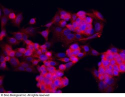 Sino Biological Anti-Piwil2 Antibody, Rabbit Polyclonal, Quantity: Each