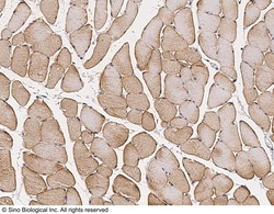 Sino Biological Anti-Caveolin-3/CAV3 Antibody, Rabbit Polyclonal, Quantity: