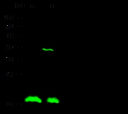 Sino Biological Anti-RCAN1 Antibody, Rabbit Polyclonal, Quantity: Each