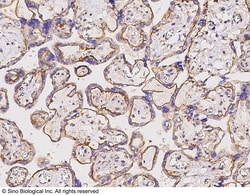 Sino Biological Anti-CD151 Antibody, Rabbit Polyclonal, Quantity: Each