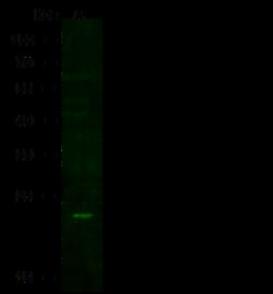 Sino Biological Anti-IL17C Antibody, Rabbit Polyclonal, Quantity: Each